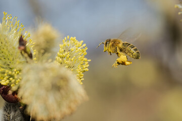 Honey Bee Carrying Pollen in Flight Near Blooming Willow Catkins. © Stanislav