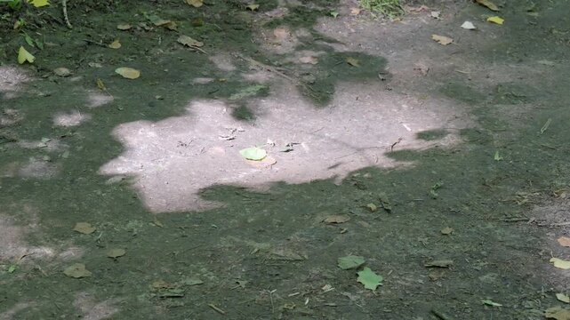 Shadows of tree branches and leaves on a forest path.