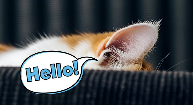 Close up of curious cat with hello tag resting on dark fabric background