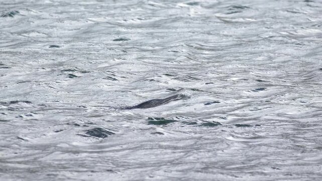 Harbor seal swimming and diving in the coastal waters of Iceland