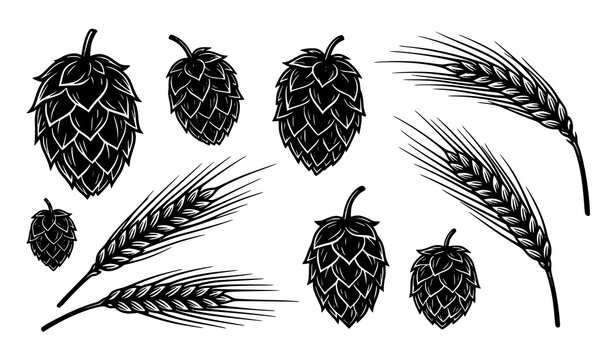Hand Drawn Hop Cones and Barley Wheat Collection Featuring Brewing Grain Botanical Illustrations
