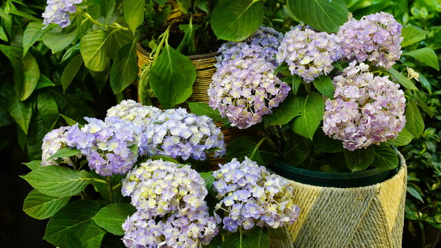 Fully bloomed purple hydrangea