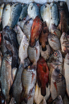 Fresh fish available for sale in Port Sudan market attracting local buyers and vendors throughout the day