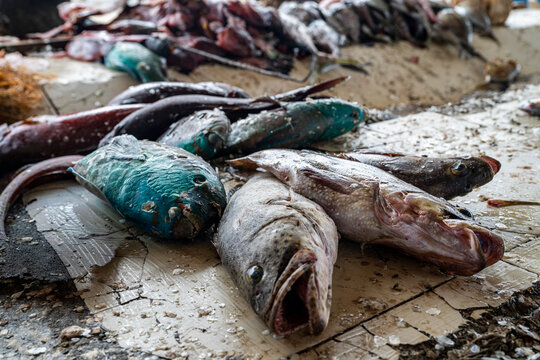 Fish covered with flies at Port Sudan fish market during busy trading hours in Sudan