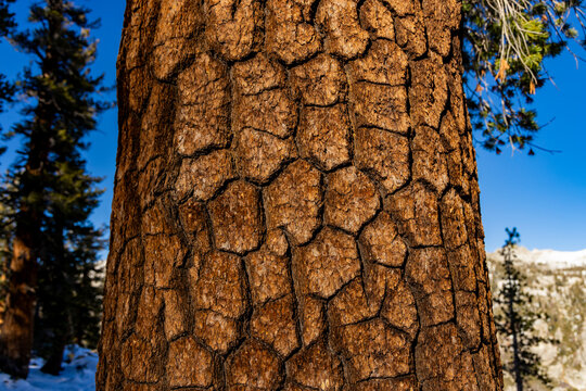 Close up view of sequoia tree bark showing unique texture in Sequoia National Park in California
