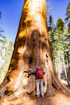 Hiker embraces giant tree trunk in Sequoia National Park, enjoying the beauty of nature and the outdoors