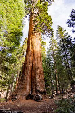 View of tall trees in Sequoia National Park showing the General Grant tree in its natural habitat