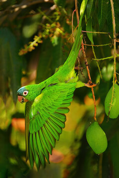 Blue-crowned Parakeet hangs from a branch and spreads its wings in a natural setting in Brazil during daylight hours