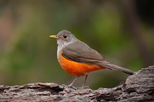 Rufous-bellied thrush stands on a log in a natural setting in Brazil during the day