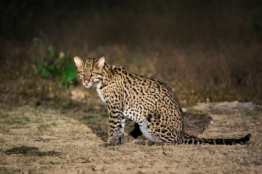 Ocelot sits quietly in the grass while looking around in a Brazilian environment during the night