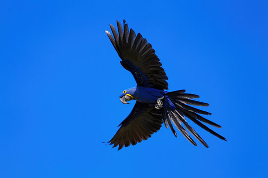 Hyacinth Macaw flying in clear blue sky above Brazil during daytime