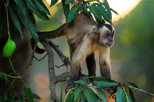 Hooded Capuchin monkey climbs a tree during sunset in Brazil