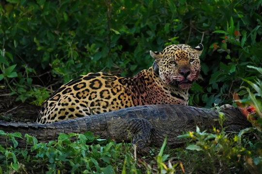 Jaguar feeding on prey in the wild showcases the hunting skills of one of South America's top predators in Brazil