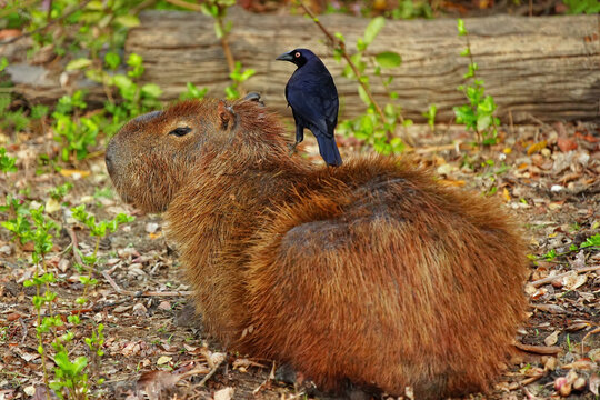 Capybara rests with Giant Cowbird riding on its back in a natural setting in Brazil