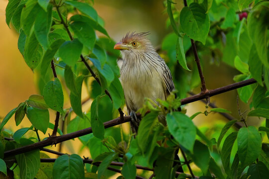 Guira Cuckoo perches on a branch amid green foliage in Brazil during daylight hours