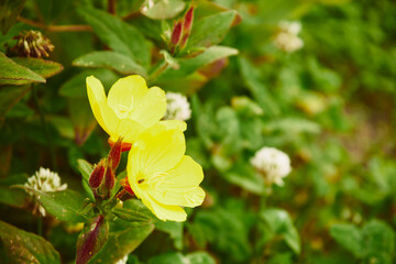 Wiesiołek, Oenothera L. © Marcin Łazarczyk