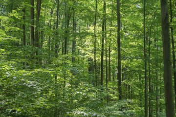 Fototapeta premium Green beech forest with tall trees and fresh foliage illuminated by sunlight in peaceful mountain woodland
