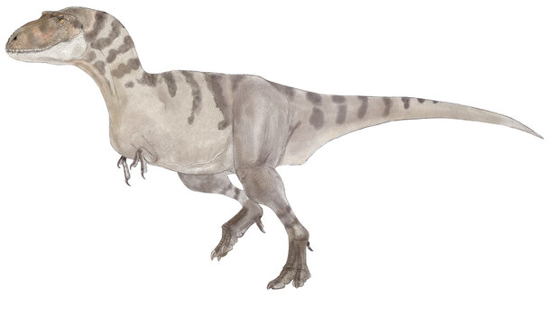 白亜紀後期（約7,450万年前）に北米大陸に生息していたティラノサウルス上科の肉食恐竜、ビスタヒエヴェルソルのオス単体の想像図。この恐竜の名の意味は「ビスタヒの破壊者」です。ティラノサウルスの仲間が進化していく過程を紐解く上で非常に重要な存在として知られています。