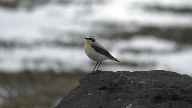 Northern wheatear bird perched on a volcanic rock in Iceland nature