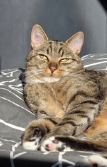 cat  © Morozova Viktoriia 