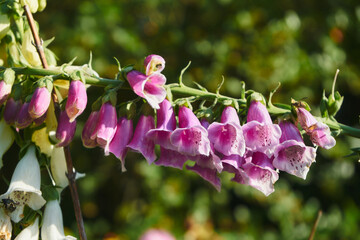 Naparstnica purpurowa, Digitalis purpurea L. © Marcin Łazarczyk