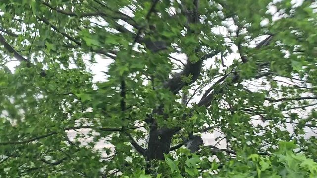 Strong wind bends green tree during typhoon as heavy rain falls. Powerful storm with swaying branches, gusts, extreme weather conditions and tropical cyclone causing violent tree movement outdoors