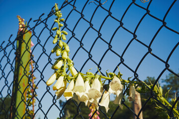 Naparstnica zwyczajna, Digitalis grandiflora Mill. © Marcin Łazarczyk