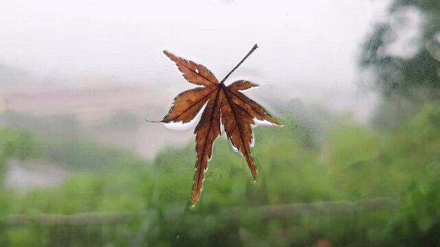 Brown maple leaf stuck to rain covered window during typhoon with strong wind bending trees in background. Extreme weather, heavy rainfall, storm conditions and resilience in nature concept.