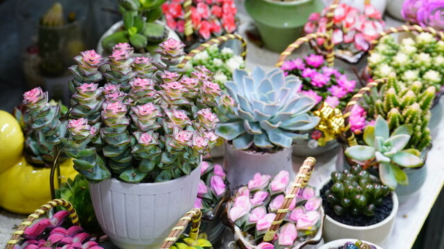 Various types of cacti and succulents