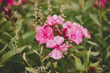 Floks, płomyk, Phlox © Marcin Łazarczyk