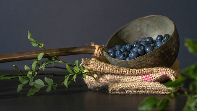  fresh Vaccinium myrtillus, wild blueberry blueberries in a old vintage soup ladle on a jute bag on a table
