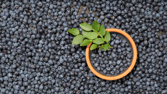 Food fruits photography - Wild blueberries (Vaccinium myrtillus) and blueberry leaves texture background