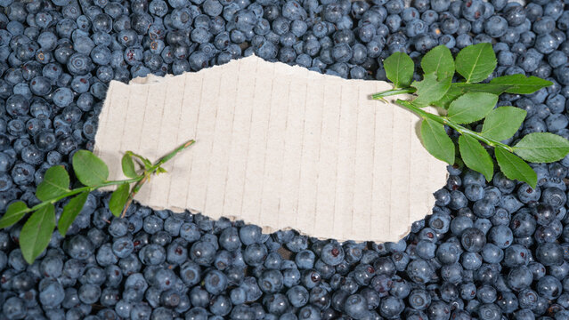 Food fruits photography - Wild blueberries (Vaccinium myrtillus) and blueberry leaves texture background