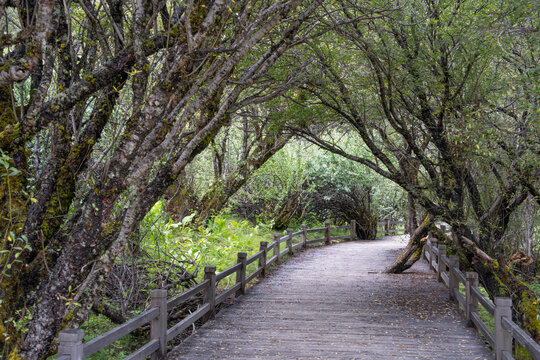 Wooden boardwalk winding through mossy trees in a lush alpine forest in Yading Nature Reserve, Daocheng, Sichuan, China