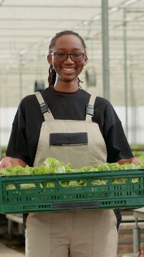 Smiling African American food grower presents a crate of fresh lettuce production in a greenhouse, prepared after harvest for delivery to local stores and buyers.