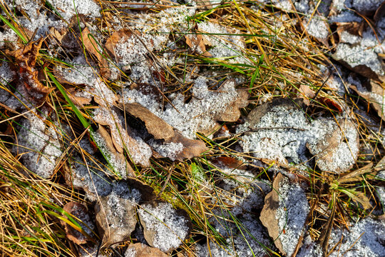 Fallen dry autumn leaves covered by the first fluffy snow in a forest, detailed view of frost on withered foliage and green grass blades resting on the cold ground