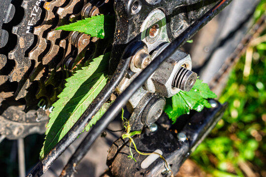 Green grass tangled in the dirty bicycle rear derailleur and cassette gear cluster, mechanical failure during mountain bike ride through the countryside, close-up of broken bike transmission