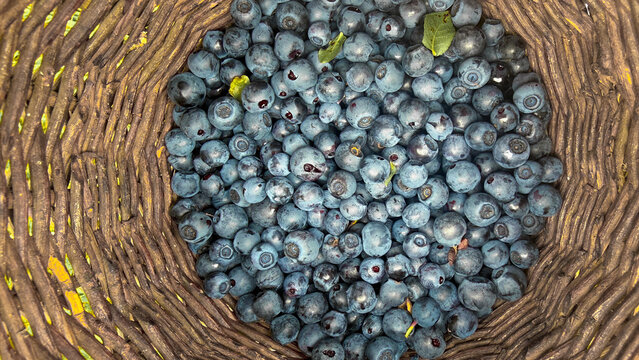Blueberry background - Wild blueberries in a basket, top view
