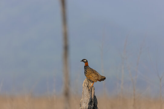 Black Francolin (Francolinus francolinus) male bird in the forest.