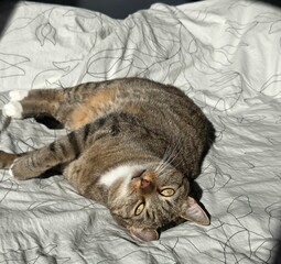 cat  © Morozova Viktoriia 