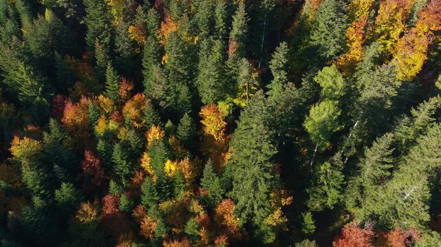Aerial view of a mixed conifer and deciduous forest in autumn colors in the Champsaur valley, Hautes-Alpes, French Alps, France