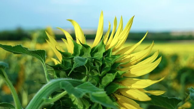 Rear view of a sunflower row facing away from the camera towards vast colorful agricultural fields under a blue sky.