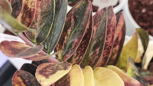 Rare Black Variegated ZZ Plant in Pot, Zamioculcas Zamiifolia Variegata, Tropical Houseplant Close Up Video