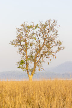 Landscape of corbett grassland with a tree which having the nest baya weavers.