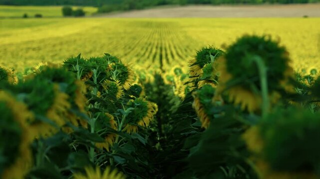 Rear view of a sunflower row facing away from the camera towards vast colorful agricultural fields under a blue sky.
