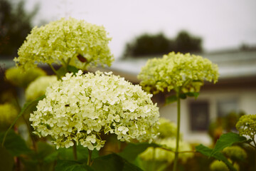 Hortensja, Hydrangea L. © Marcin Łazarczyk