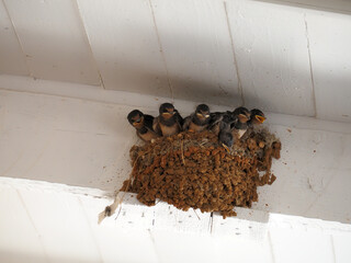 Swallows nest with chicks © Yosef