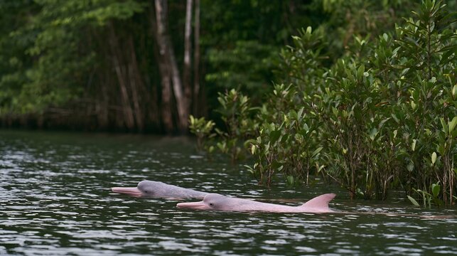 Two pink river dolphins gracefully surface near dense mangrove vegetation along a calm waterway