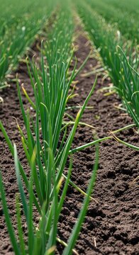A detailed close-up shot of vibrant green onion stalks growing in rows from dark fertile soil on a vast agricultural field under sunlight, stalk, foliage, earth