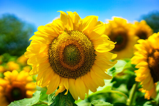Sunflowers bloom fully under bright summer sky in Sofia, Bulgaria providing vibrant colors and natural beauty